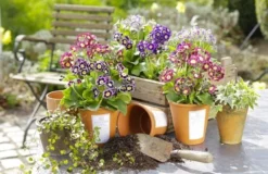 Auricula Plant Collection - Pack Of THREE Plants -Outlet Plant Store primula auricula3 1