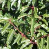 Prunus Lusitanica - Evergreen Portugese Laurel - Bushy Plants For Hedging Circa 100-120cms