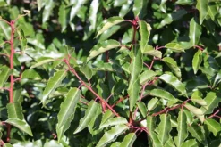 Prunus Lusitanica - Evergreen Portugese Laurel - Bushy Plants For Hedging Circa 100-120cms