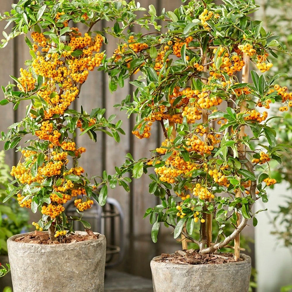 Pyracantha Sunny Star - Firethorn 1 Pyracantha Sunny Star - Firethorn