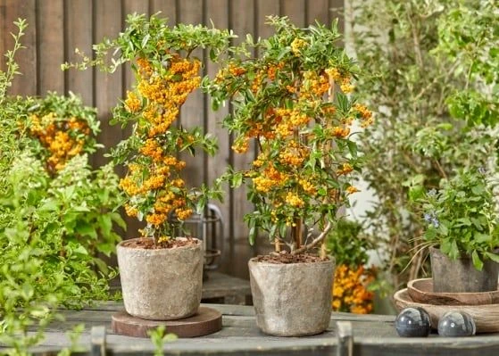 Pyracantha Sunny Star - Firethorn 3 Pyracantha Sunny Star - Firethorn - Image 3