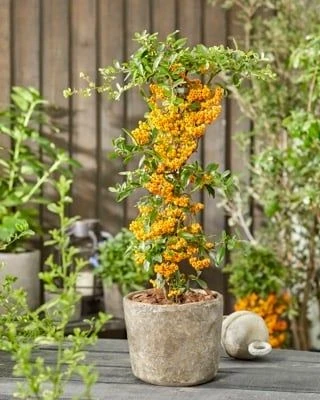 Pyracantha Sunny Star - Firethorn 2 Pyracantha Sunny Star - Firethorn - Image 2