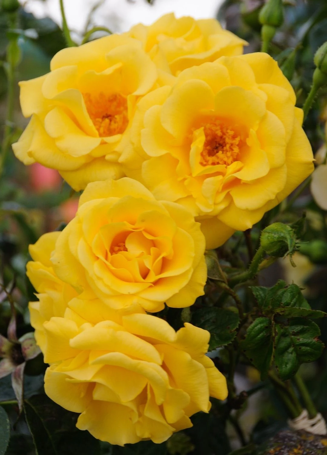 Climbing Rose Gardeners Glory 1 Climbing Rose Gardeners Glory