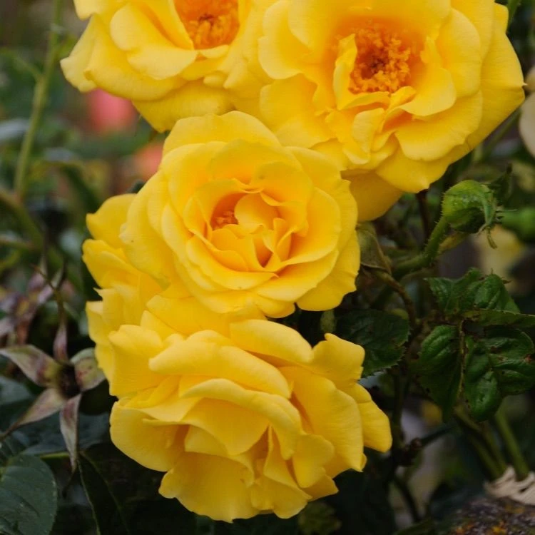 Climbing Rose Gardeners Glory 2 Climbing Rose Gardeners Glory - Image 2