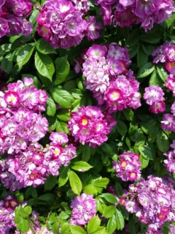 Climbing Rose - Perennial Blue -Outlet Plant Store r20046 rose perennial blue 1125x1500 1