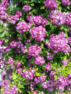 Climbing Rose - Perennial Blue -Outlet Plant Store r20046 rose perrenial blue 1125x1500 1