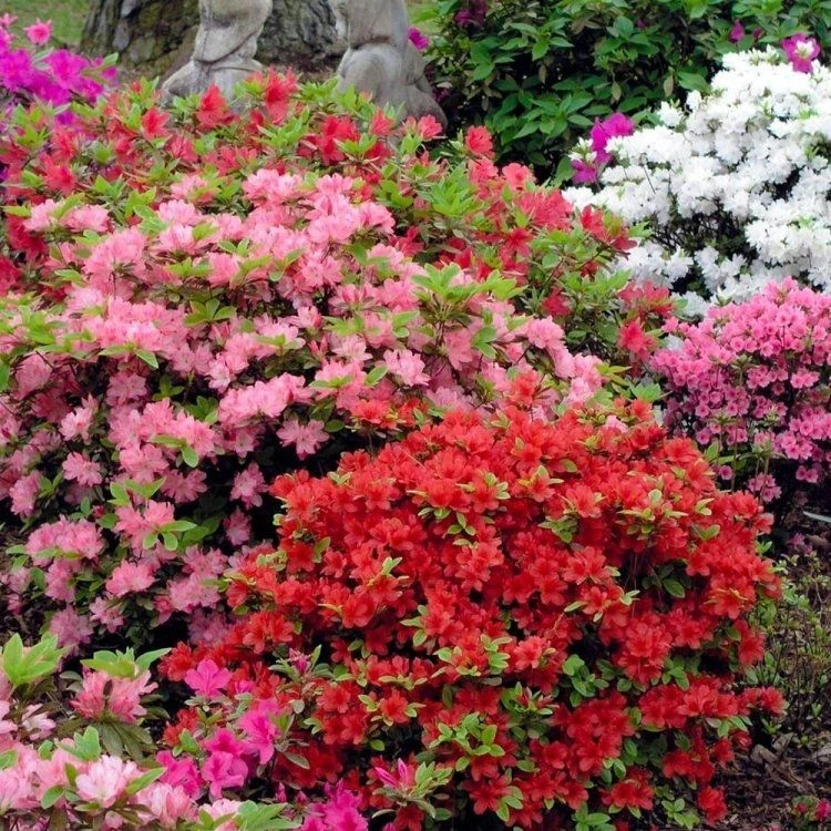 SPECIAL DEAL - Rainbow Azalea Japonica Collection - Evergreen Japanese Azaleas - Pack Of THREE Plants 2 SPECIAL DEAL - Rainbow Azalea Japonica Collection - Evergreen Japanese Azaleas - Pack Of THREE Plants - Image 2