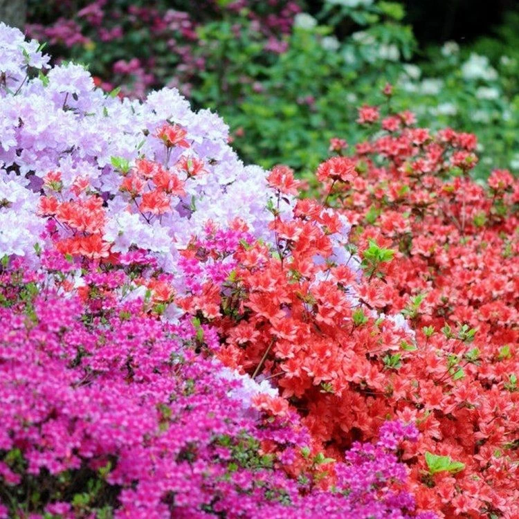 SPECIAL DEAL - Rainbow Azalea Japonica Collection - Evergreen Japanese Azaleas - Pack Of THREE Plants 1 SPECIAL DEAL - Rainbow Azalea Japonica Collection - Evergreen Japanese Azaleas - Pack Of THREE Plants