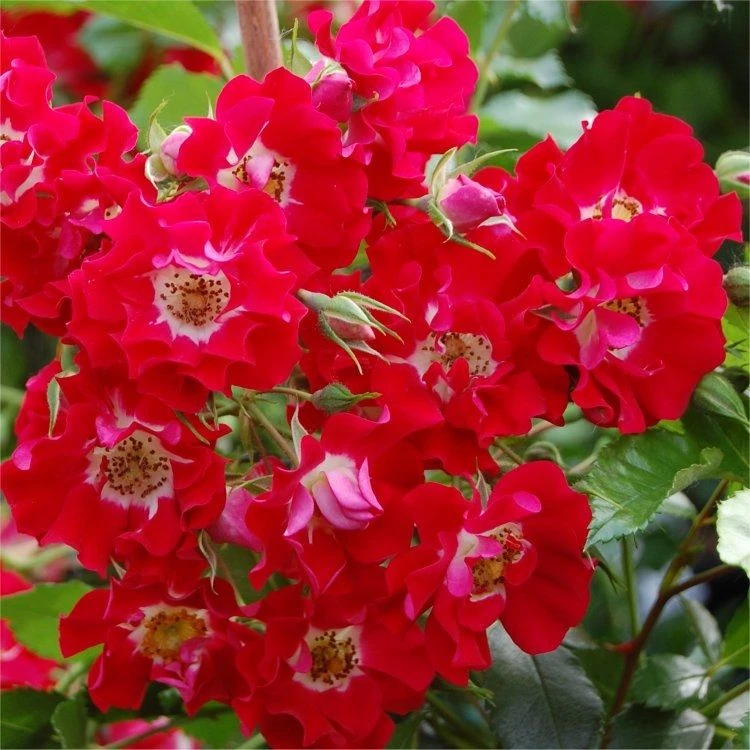 Large 5-6ft Specimen Climbing Rose- Rose Rambling Rosie - Courtyard Climber 2 Large 5-6ft Specimen Climbing Rose- Rose Rambling Rosie - Courtyard Climber - Image 2