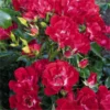 Large 5-6ft Specimen Climbing Rose- Rose Rambling Rosie - Courtyard Climber