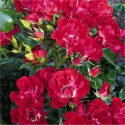 Large 5-6ft Specimen Climbing Rose- Rose Rambling Rosie - Courtyard Climber