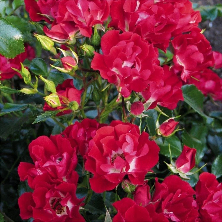 Large 5-6ft Specimen Climbing Rose- Rose Rambling Rosie - Courtyard Climber 1 Large 5-6ft Specimen Climbing Rose- Rose Rambling Rosie - Courtyard Climber