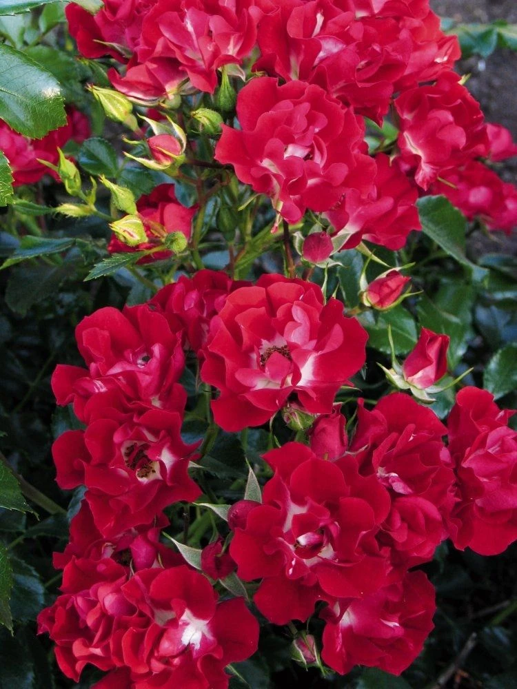 Large 5-6ft Specimen Climbing Rose- Rose Rambling Rosie - Courtyard Climber 3 Large 5-6ft Specimen Climbing Rose- Rose Rambling Rosie - Courtyard Climber - Image 3