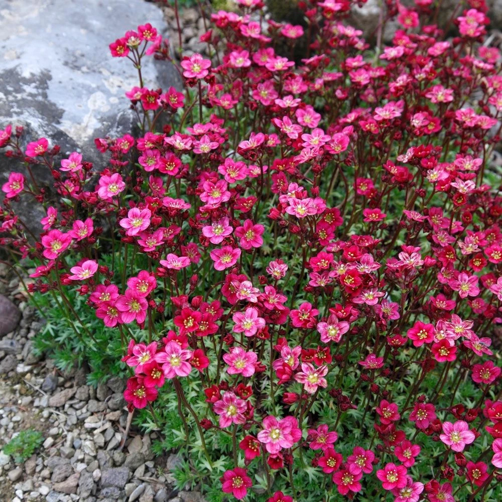 EXTRA LARGE - Saxifraga Mossy RED - Cushion Saxifrage Plants 1 EXTRA LARGE - Saxifraga Mossy RED - Cushion Saxifrage Plants