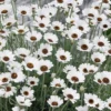 Rhodanthemum - Atlas Or Morrocan Daisy