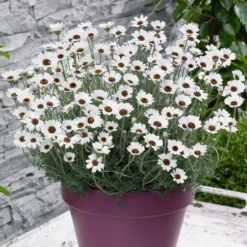 Rhodanthemum - Atlas Or Morrocan Daisy -Outlet Plant Store rhodanthemum casablanca 2