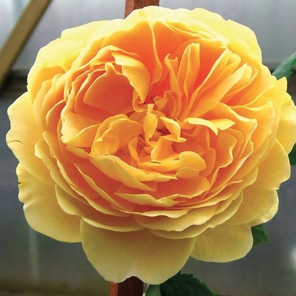Large 6-7ft Specimen Climbing Rose - Goldener Olymp - Courtyard Climber 1 Large 6-7ft Specimen Climbing Rose - Goldener Olymp - Courtyard Climber