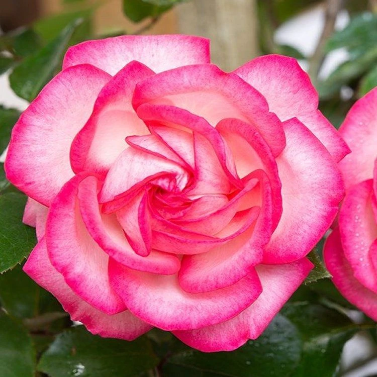 Large 6-7ft Specimen Climbing Rose - Rose Antike 89 - Courtyard Climber 1 Large 6-7ft Specimen Climbing Rose - Rose Antike 89 - Courtyard Climber