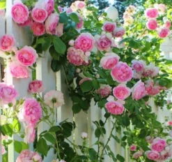 Climbing Rose Ascending 'Crazy In Love' PINK