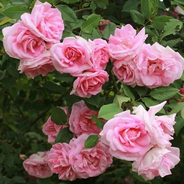Large 6-7ft Specimen Climbing Rose - Rose Blairii No 2 - Courtyard Climber 1 Large 6-7ft Specimen Climbing Rose - Rose Blairii No 2 - Courtyard Climber