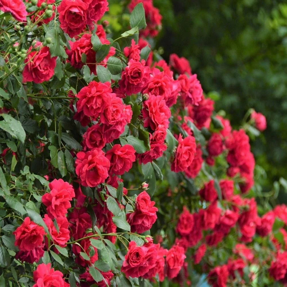 Large 5-6ft Specimen Climbing Rose - Rose Blaze - Courtyard Climber 1 Large 5-6ft Specimen Climbing Rose - Rose Blaze - Courtyard Climber