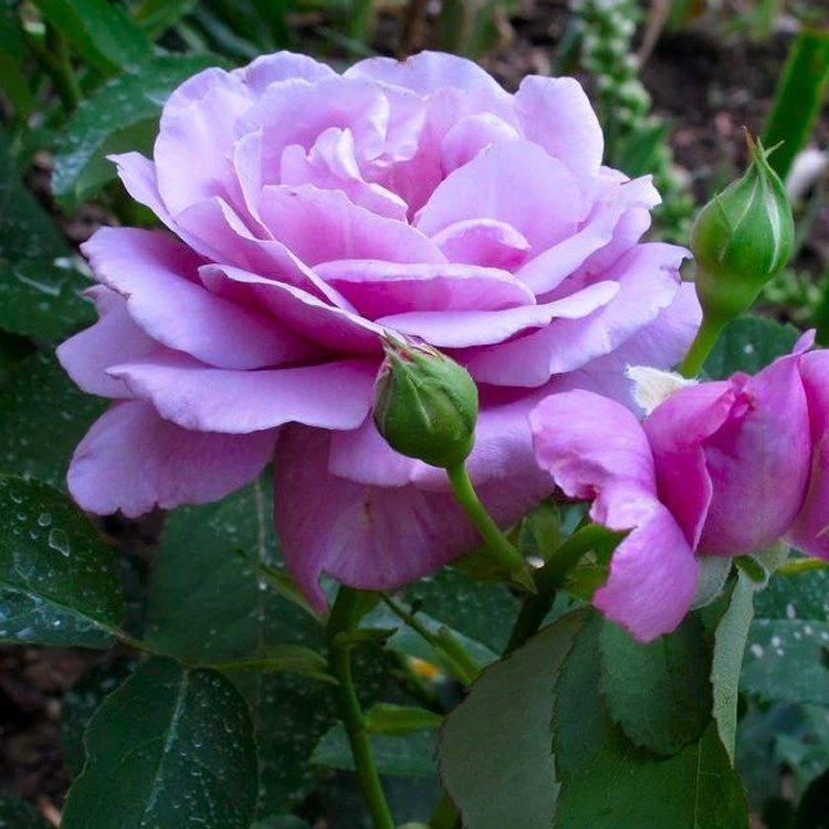 Large 5-6ft Specimen - Climbing Rose Indigoletta - Violet Flowers 2 Large 5-6ft Specimen - Climbing Rose Indigoletta - Violet Flowers - Image 2