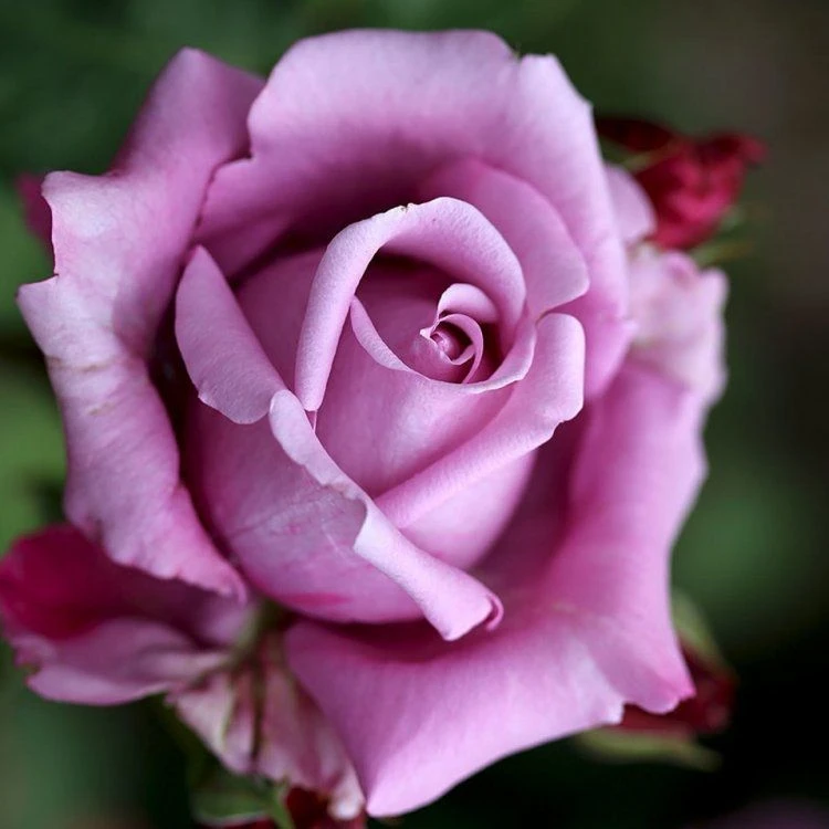 Large 5-6ft Specimen - Climbing Rose Indigoletta - Violet Flowers 1 Large 5-6ft Specimen - Climbing Rose Indigoletta - Violet Flowers