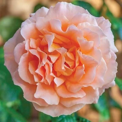 Large 6-7ft Specimen Climbing Rose Polka 2 Large 6-7ft Specimen Climbing Rose Polka - Image 2