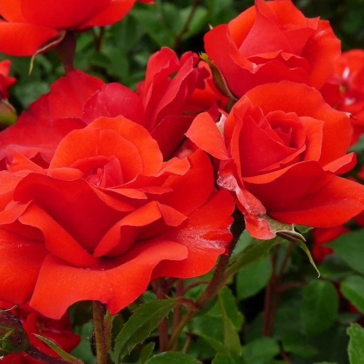 Large 6-7ft Specimen Climbing Rose - Porthos 1 Large 6-7ft Specimen Climbing Rose - Porthos