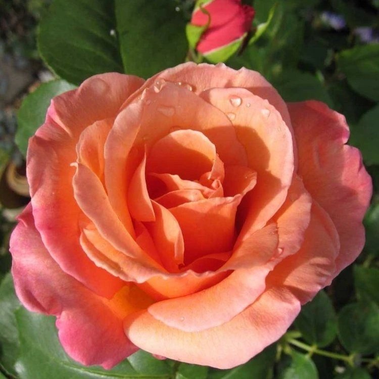 Climbing Rose - School Girl 2 Climbing Rose - School Girl - Image 2