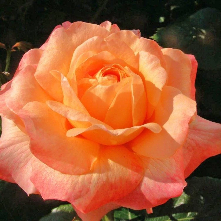 Climbing Rose - School Girl 1 Climbing Rose - School Girl