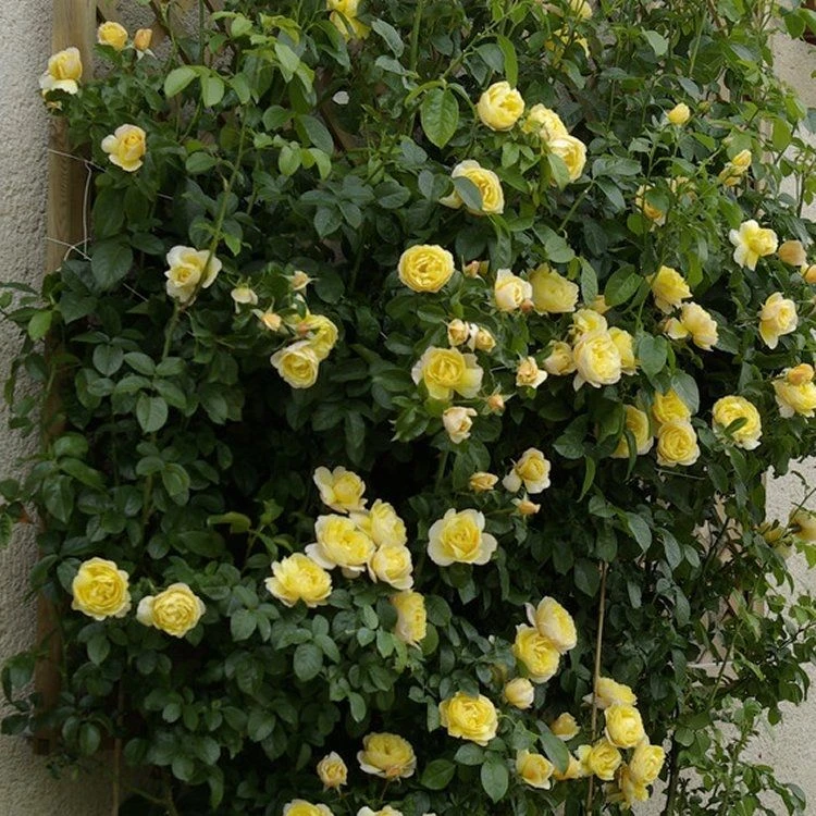 Rose Soleil Vertical - Climbing Rose 1 Rose Soleil Vertical - Climbing Rose
