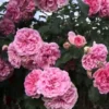 Large 6-7ft Specimen Climbing Rose - Rose Uetersens Rosenprinzessin - Courtyard Climber