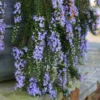 Rosmarinus Officinalis Prostratus - Trailing Rosemary