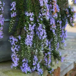 Rosmarinus Officinalis Prostratus - Trailing Rosemary