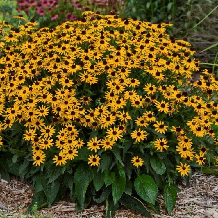 Rudbeckia Fulgida Little Goldstar - Black Eyed Susan 1 Rudbeckia Fulgida Little Goldstar - Black Eyed Susan