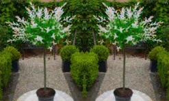 Pair Of Standard Topiary Trees 'Salix Flamingo' With Large Flared Decorative Planters 9 Pair Of Standard Topiary Trees 'Salix Flamingo' With Large Flared Decorative Planters -Outlet Plant Store salix flamingo 1000x600 1