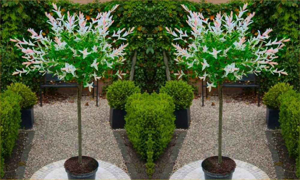 Pair Of Standard Topiary Trees 'Salix Flamingo' With Large Flared Decorative Planters 4 Pair Of Standard Topiary Trees 'Salix Flamingo' With Large Flared Decorative Planters - Image 4