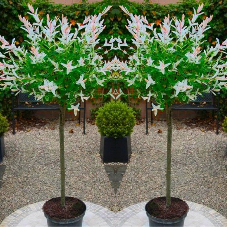 Pair Of Standard Topiary Trees 'Salix Flamingo' With Large Flared Decorative Planters 1 Pair Of Standard Topiary Trees 'Salix Flamingo' With Large Flared Decorative Planters