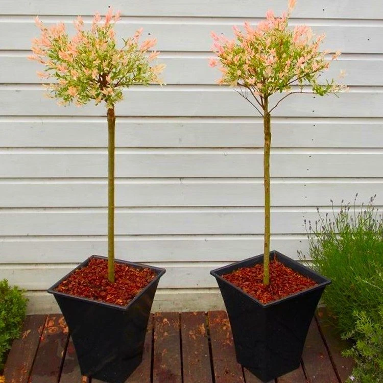 Pair Of Standard Topiary Trees 'Salix Flamingo' With Large Flared Decorative Planters 3 Pair Of Standard Topiary Trees 'Salix Flamingo' With Large Flared Decorative Planters - Image 3