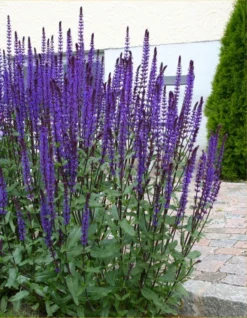 LARGE - Salvia Nemerosa Caradonna - Deep Blue Hardy Salvia 3 LARGE - Salvia Nemerosa Caradonna - Deep Blue Hardy Salvia -Outlet Plant Store salvia caradona1 2