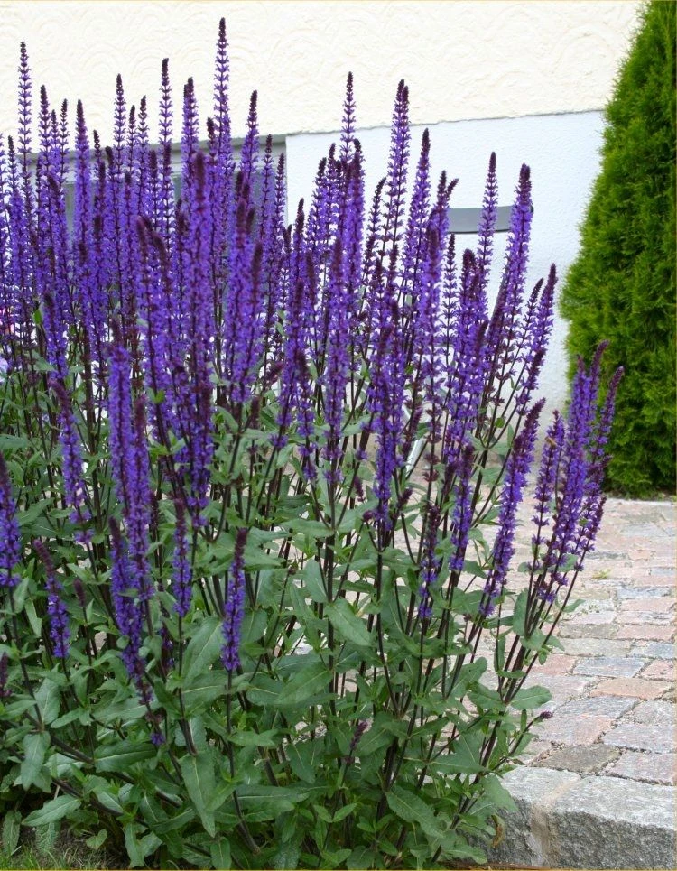LARGE - Salvia Nemerosa Caradonna - Deep Blue Hardy Salvia 2 LARGE - Salvia Nemerosa Caradonna - Deep Blue Hardy Salvia - Image 2