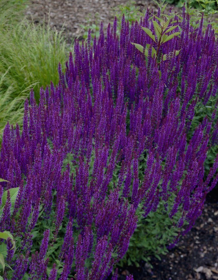Salvia Nemorosa Blue Queen - Ostfriesland - Pack Of THREE Perennial Plants 1 Salvia Nemorosa Blue Queen - Ostfriesland - Pack Of THREE Perennial Plants