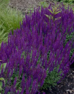 BULK PACK - Salvia Nemorosa 'Ostfriesland' - Pack Of TEN Perennial Plants