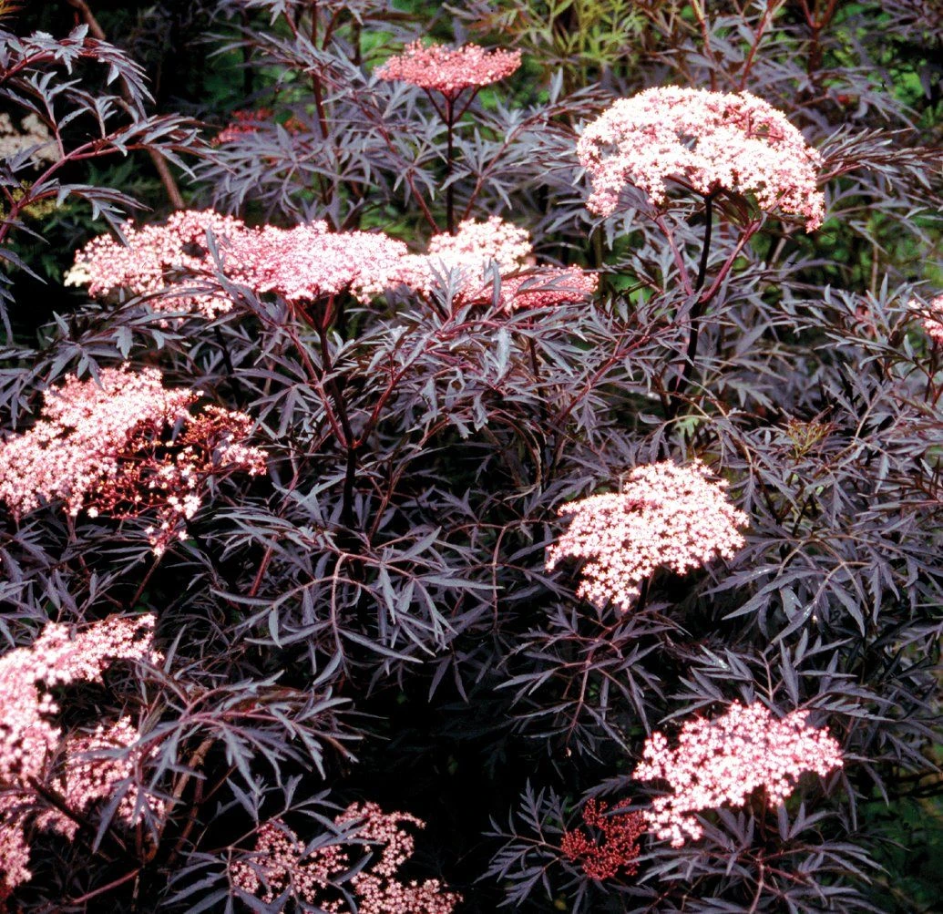 Sambucus Nigra Black Lace - Black Elder Sambucus Plant 2 Sambucus Nigra Black Lace - Black Elder Sambucus Plant - Image 2