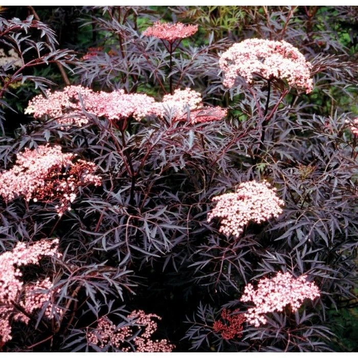 Bargain Hardy Flowering Shrub Collection - Selection Of FIVE Garden Shrubs 4 Bargain Hardy Flowering Shrub Collection - Selection Of FIVE Garden Shrubs - Image 4