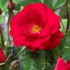 Large 5-6ft Specimen Climbing Rose - Santana