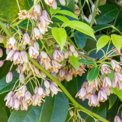 Holboellia Latifolia - Evergreen Sausage Vine - Circa 140-170cm
