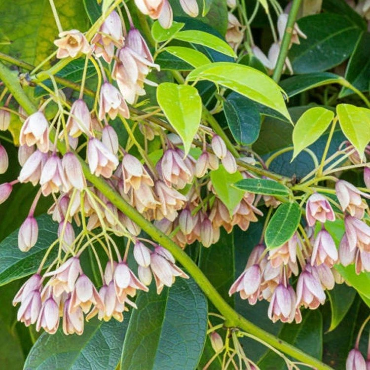Holboellia Latifolia - Evergreen Sausage Vine - Circa 140-170cm 1 Holboellia Latifolia - Evergreen Sausage Vine - Circa 140-170cm