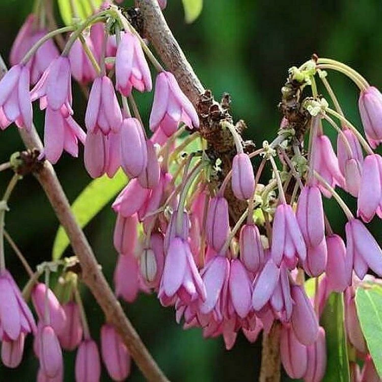 Holboellia Latifolia - Evergreen Sausage Vine - Circa 140-170cm 2 Holboellia Latifolia - Evergreen Sausage Vine - Circa 140-170cm - Image 2